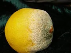 خوراکی‌های کپک‌زده را چه کنیم؟
