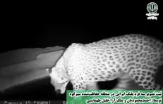 ثبت تصویر سه فرد پلنگ ایرانی در منطقه حفاظت‌شده سبزکوه