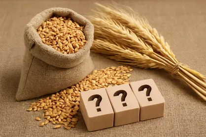 قیمت گندم در کما/ وزارت جهاد کشاورزی همچنان خواب است!