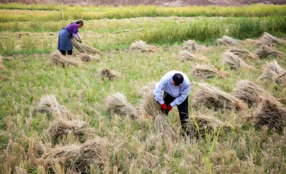 پیش&zwnj;بینی برداشت ۵ هزار تن برنج در سیروان