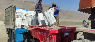 پیش بینی تولید بیش از ۲۰۰ هزار تن سیب زمینی در چهارمحال و بختیاری