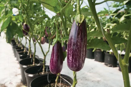 سونامی گوجه فرنگی و بادمجان در راه است