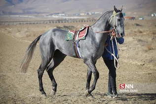 مسابقات سوارکاری 