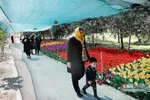 فصل بهار و میهمانی لاله ها