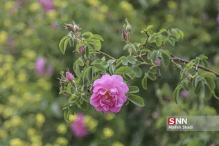 گل محمدی