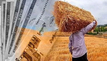 گندم با نرخی بالاتر از واردات خریداری خواهد شد