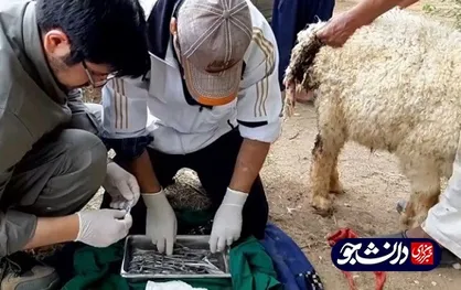 حل و فصل یک دعوای محلی با نتیجه&zwnj; نامعلوم!