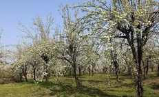 جابجایی درختان در حجم بالا بر اساس اخذ رای ماده ۷ و از طریق متخصصان