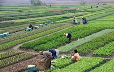 الگوی کشت بومی پاسخی جهانی به بحران منابع و تغیرات اقلیمی