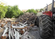 دستگیری دزدان چوب/ چپاول درختان کهنسال قره آغاج