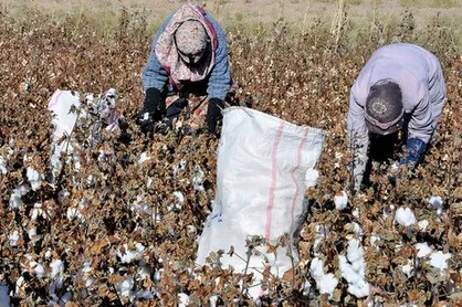 هزارجریبی: تا ۲ سال دیگر در تولید پنبه خودکفا می&zwnj;شویم