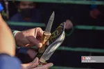 تشییع پیکر شهید «علی‌اکبر رنجبر» در شیراز