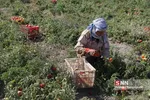 برداشت گوجه
