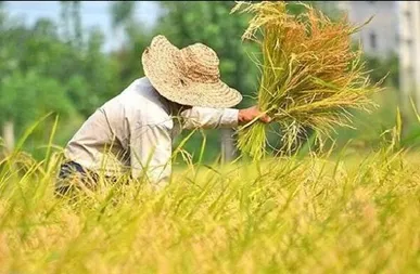 برداشت ۳۵ درصد از اراضی برنج گیلان/هشدار سازمان جهاد کشاورزی در برابر بارندگی‌های پیش‌رو