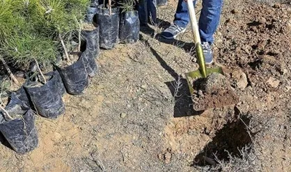 کاشت ۱۰۰ هزار نهال در ۴۱۸ شهر ایران