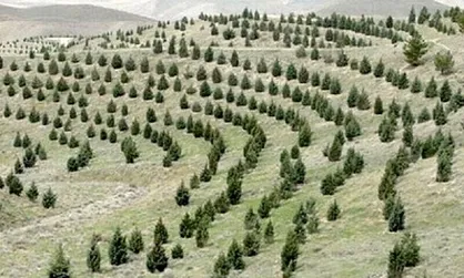 شناسایی ۳۰۰ نقطه بحرانی سیل در البرز/ تولید ۲۲ میلیون نهال در طرح کاشت یک میلیارد درخت