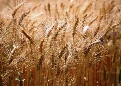 افزایش مراکز خرید گندم از خواسته&zwnj;های کشاورزان خمین است