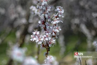 شکوفه