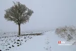 برف