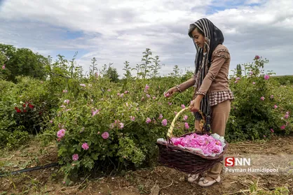 برداشت گل محمدی و گلاب گیری