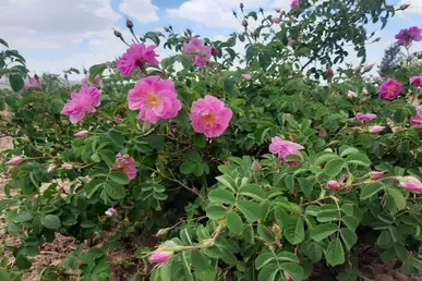 برداشت ۳۹۰۰ تُن گیاه دارویی در گلستان