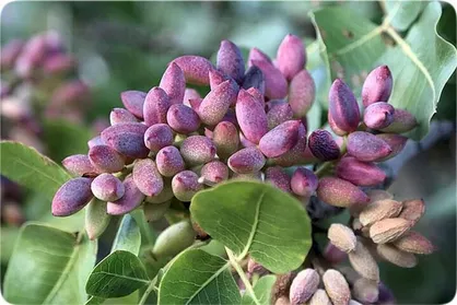 کشت پسته در ۴۳۳ هکتار از اراضی استان زنجان
