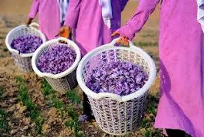 آشنایی با خواص یک گیاه، با عطری بی نظیر