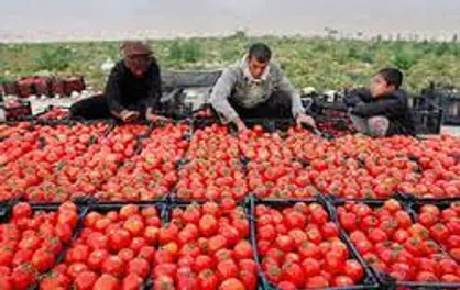 سطح زیر کشت گوجه&zwnj;فرنگی در گچساران به ۸۶۸ هکتار رسید