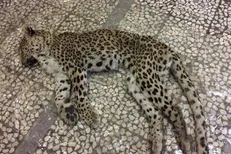 پلنگ تندوره جان خود را از دست داد