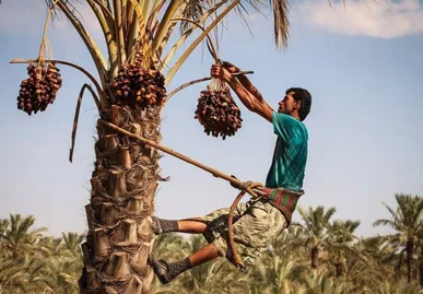 پیش‌بینی برداشت ۱۷ هزار تن خرما در بهبهان