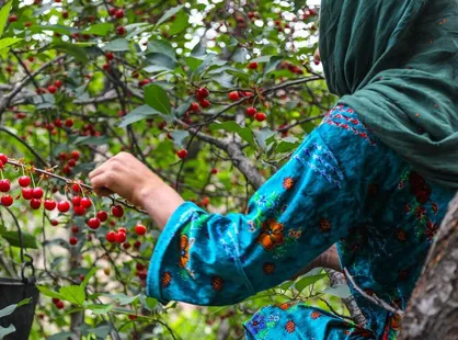 تولید ۱۴ هزار تن آلبالو در خوی