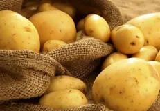 آغاز عرضه گسترده سیب زمینی با قیمت ۱۰ هزار تومان در میادین
