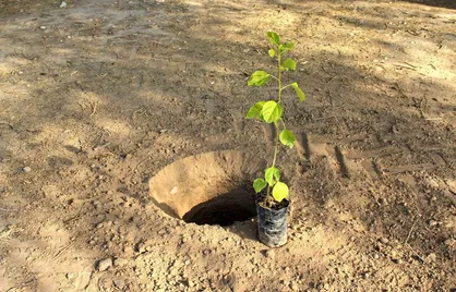 کاشت ۲۰۰۰ اصله درخت در میدان مرکزی میوه و تره&zwnj;بار شهرداری تهران