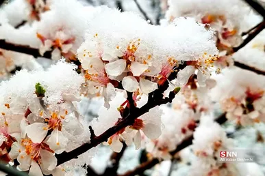 بارش برف بهاری در اطراف مشهد