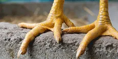 صادرات پنجه و پای مرغ آزاد شد