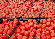 کاهش قیمت گوجه به ۴ هزارتومان تا ۲ هفته آینده