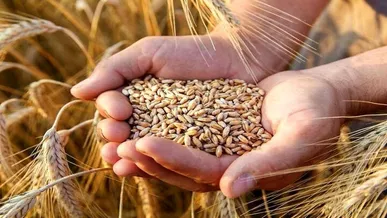 پیش‌بینی تولید ۸۵ هزار تن گندم در اسدآباد همدان