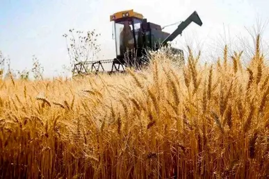 خرید تضمینی محصولات باید در اولویت جهاد کشاورزی قرار گیرد