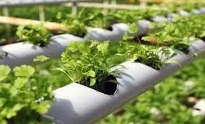 دهقانی: شهرک&zwnj;های مولد و دانش&zwnj;بنیان در حوزه کشاورزی توسعه می&zwnj;یابند