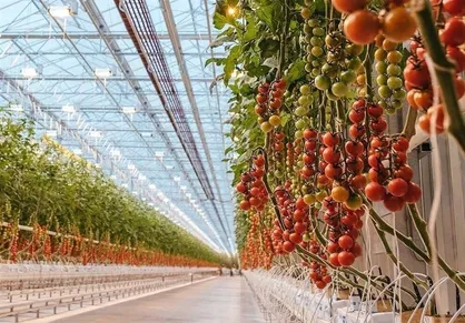 ۴۰ درصد تولیدات گلخانه&zwnj;ای همدان راهی بازارهای صادراتی می&zwnj;شود