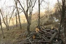 مافیای باغخواری به جان شهر تهران افتاده اند