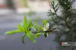 چند قدم مانده تا بهار