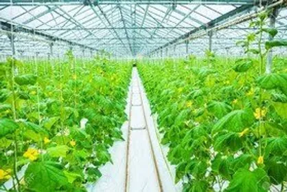 ایجاد بیش از دو هزار هکتار مجتمع گلخانه&zwnj;ای و شیلاتی
