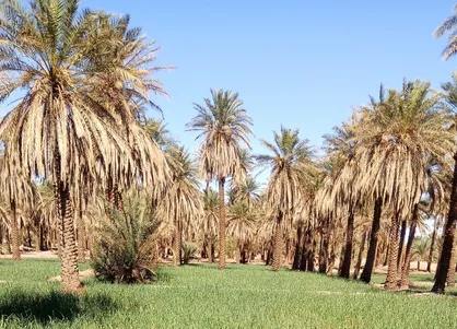 از فروش نخل&zwnj;های جنوب کشور تا انتظارات کارگران هپکو از استاندار جدید