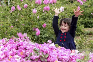 گل محمدی