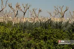 بوستان مینیاتور در منطقه بیست تهران