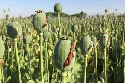 کاهش منابع خشخاش تهدیدی برای داروسازی ایران