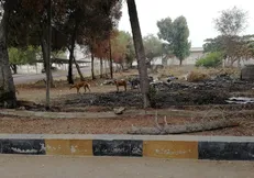 حمله سگ‌ها به اینترن‌هاى بیمارستان شهید محمدی بندرعباس/ شوراى صنفى دانشجویان پیگیر است