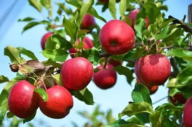صادرات سیب ایران به ترکیه ۶۵ برابر شد