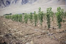 سهم پررنگ کهگیلویه و بویراحمد در طرح ملی کاشت یک میلیارد درخت/ تولید ۸۰۰ هزار نهال در سال جاری
